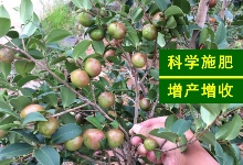 良种嫁接油茶苗春冬季施肥用量和方�? />
										</div>
										<div   id=